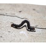 meghivo_zalavari thumbnail